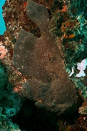 Sipadan_2015_Poisson grenouille_Antennaire geant_Antennarius commerson_IMG_2520_rc